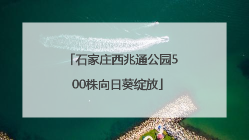 石家庄西兆通公园500株向日葵绽放