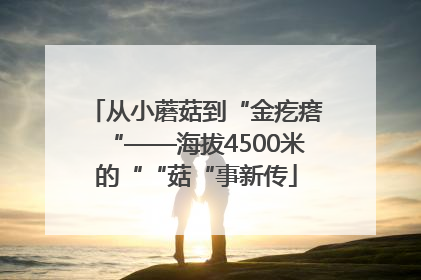 从小蘑菇到“金疙瘩“——海拔4500米的““菇“事新传