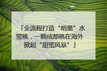 全流程打造“明星”水蜜桃，一颗成都桃在海外掀起“甜蜜风暴”