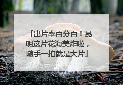 出片率百分百！昆明这片花海美炸啦，随手一拍就是大片