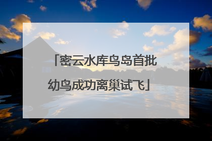 密云水库鸟岛首批幼鸟成功离巢试飞