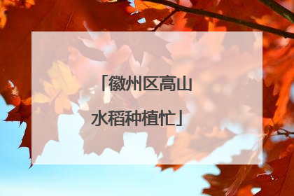 徽州区高山水稻种植忙