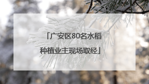 广安区80名水稻种植业主现场取经
