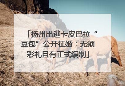 扬州出逃卡皮巴拉“豆包”公开征婚：无须彩礼且有正式编制