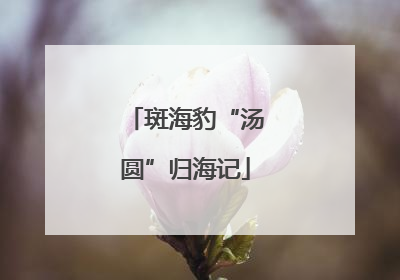 斑海豹“汤圆”归海记