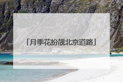 月季花扮靓北京道路