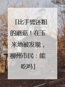 比手臂还粗的蘑菇！在玉米地被发现，柳州市民：能吃吗