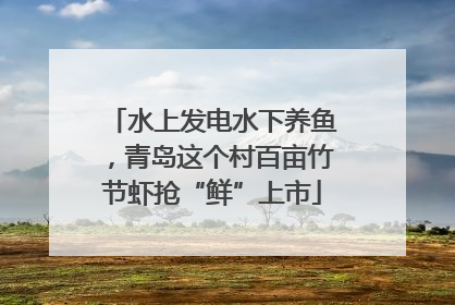 水上发电水下养鱼，青岛这个村百亩竹节虾抢“鲜”上市