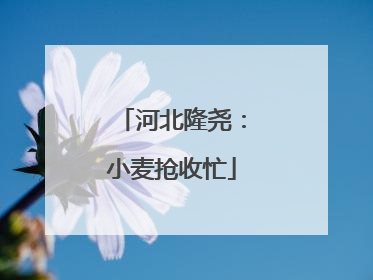 河北隆尧：小麦抢收忙