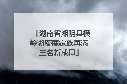 湖南省湘阴县横岭湖麋鹿家族再添三名新成员