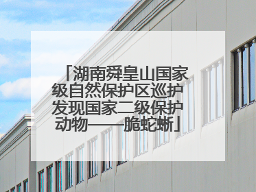 湖南舜皇山国家级自然保护区巡护发现国家二级保护动物——脆蛇蜥