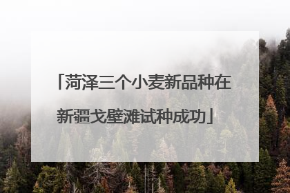 菏泽三个小麦新品种在新疆戈壁滩试种成功
