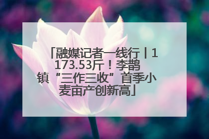 融媒记者一线行丨1173.53斤！李鹊镇“三作三收”首季小麦亩产创新高
