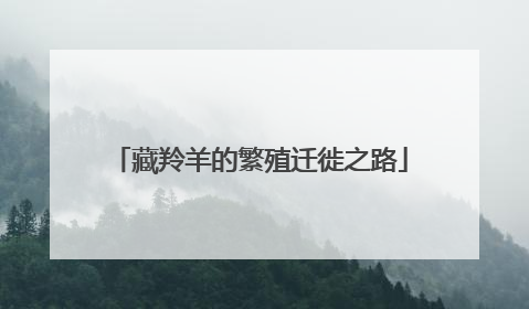 藏羚羊的繁殖迁徙之路