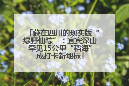 藏在四川的现实版“绿野仙踪”：宜宾深山罕见15公里“稻海”成打卡新地标
