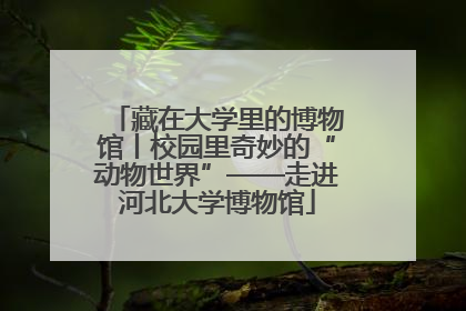 藏在大学里的博物馆丨校园里奇妙的“动物世界”——走进河北大学博物馆