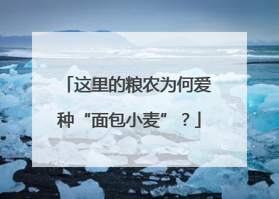 这里的粮农为何爱种“面包小麦”？