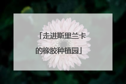 走进斯里兰卡的橡胶种植园