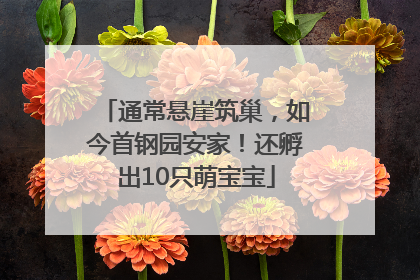 通常悬崖筑巢，如今首钢园安家！还孵出10只萌宝宝