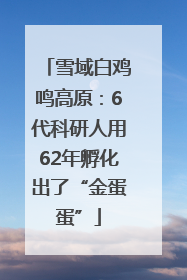 雪域白鸡鸣高原：6代科研人用62年孵化出了“金蛋蛋”