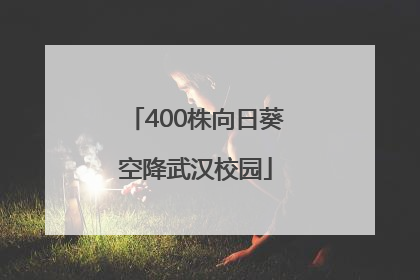 400株向日葵空降武汉校园